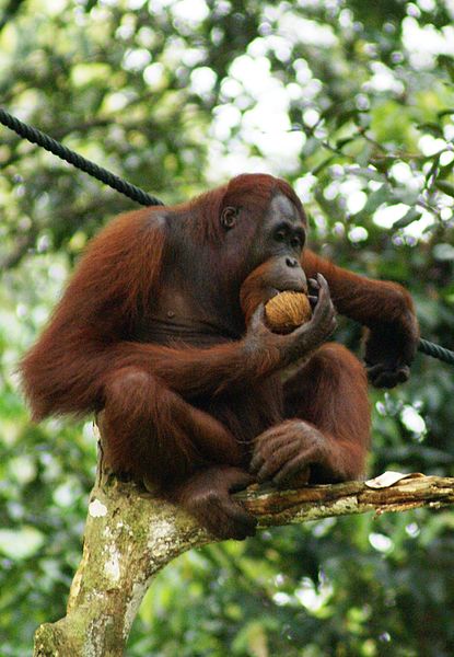 Image of Orangutan