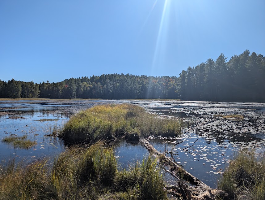 Beaver Pond